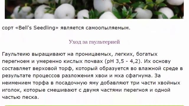 Гаультерия (Gaultheria)