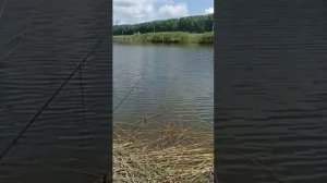 Рыбалка на Зеленёвском малом пруду Аннинского района Воронежской области