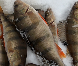 Окунь зимой