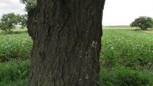 Лесные (дикие) черешни созрели. Урожай на 80-летнем дереве