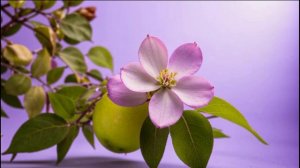 "Книга Пророка Иеремии" / 33 ГЛАВА