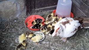 Чем кормить Утят.  Индоутка.