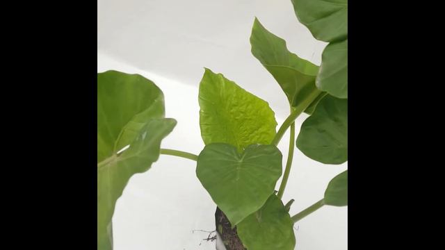 Oreja de Elefante смотреть онлайн