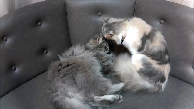 Кошачьи нежности