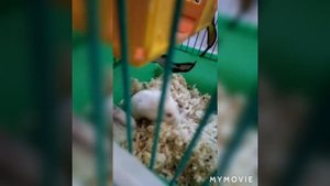 Рождение хомячков джунгарских