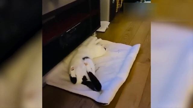 Приколы с котами, смешная озвучка.

#Юмор
#Природа
#Развлекательно