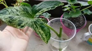 Syngonium mojito mottled|Сингоніум мохіто|Сингониум мохито?