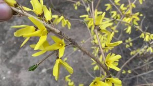 Секрет ежегодного цветения форзиции!