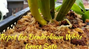 Dendrobium White Grace 'Sato'