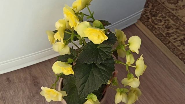МОИ ЦВЕТОЧКИ 09 02 2024г #комнатныерастения #цветы