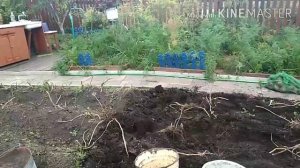 Убираем урожай картофеля.