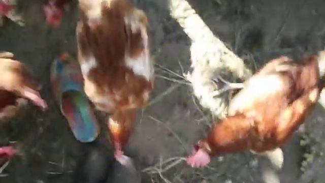 Куры клюют ноги смотреть онлайн