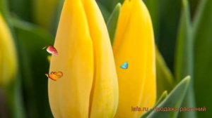 Тюльпан обыкновенный Стронг Голд (tulipa tyulpan) ? обзор: как сажать, луковицы тюльпаны Стронг Гол