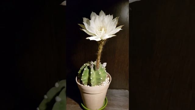 Цветение echinopsis subdenudata