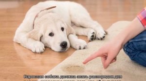 Как отучить собаку писать дома и приучить к улице