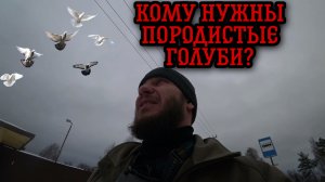 Ловушка для голубей | Кому нужны породистые голуби?