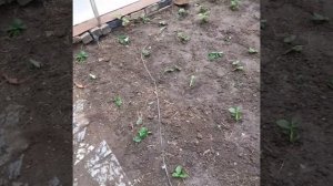 Обрезка и пересадка клубники.