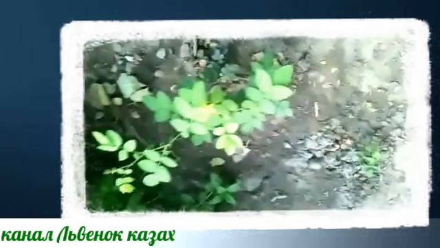 Прижились ли розы или засохли ? смотреть онлайн