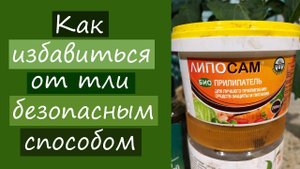 Как быстро избавиться от тли безопасным способом