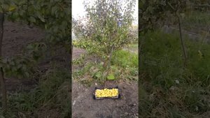 Груша севера, Чижевского.