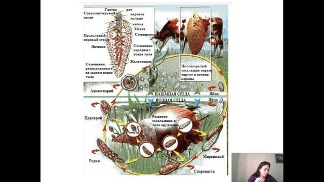 печеночный сосальщик (Fasciola Hepatica)