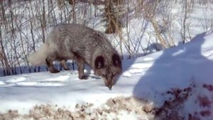 Песец Прирученный дикий Песец .MPG