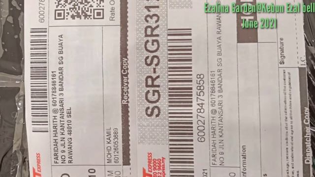 Puding Siam@Thai Viral 2021/ezalina garden / kebun ezal bell смотреть онлайн