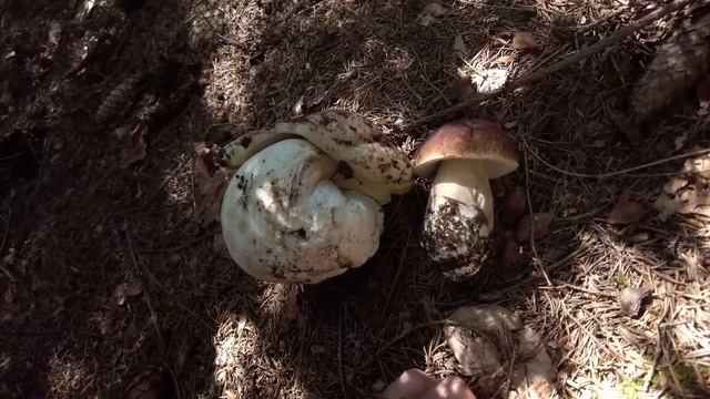 Mushroom Hunting - August 15th 2023 (part 1/2) - Boletus edulis | Cep | King bolete | Funghi Porcin смотреть онлайн