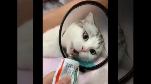 Приколы с котиками. Котики #55