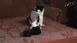 Кошка дерется с котенком