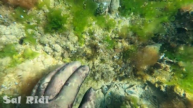 За рапаной в марте 2020 - For Rapana in March 2020. смотреть онлайн