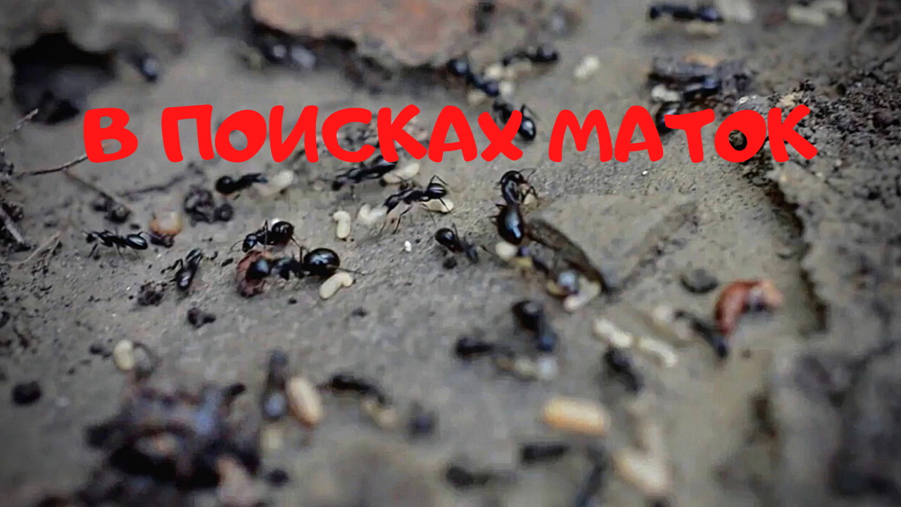 Тапиномы муравьи. Матка муравья атта телепортация. Видео в поисках маток темнотораксов.