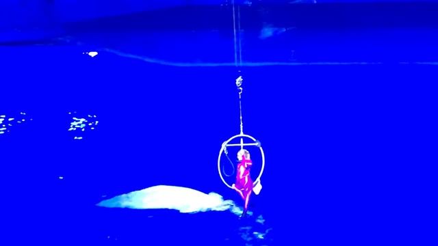 Москвариум на ВДНХ смотреть онлайн