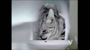 Реклама whiskas