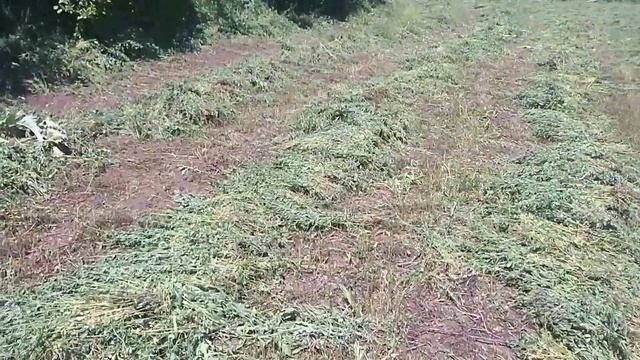 Покос Люцерны. Обзор коз и Нубийского козла