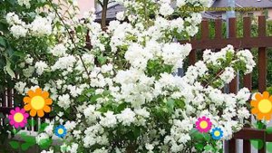 Чубушник венечный Шништрум. Краткий обзор, описание philadelphus coronarius Schneesturm