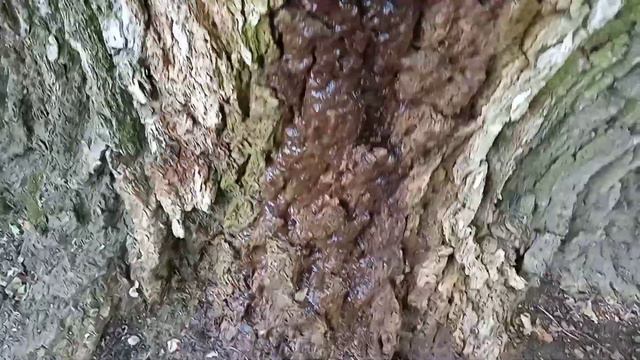 унас плачушие дерево есть как источник 👍👍👍👍👍👍👍👍👍 смотреть онлайн