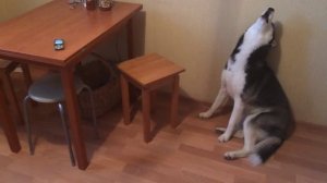 Хаски Ёлка воет на звонок телефона