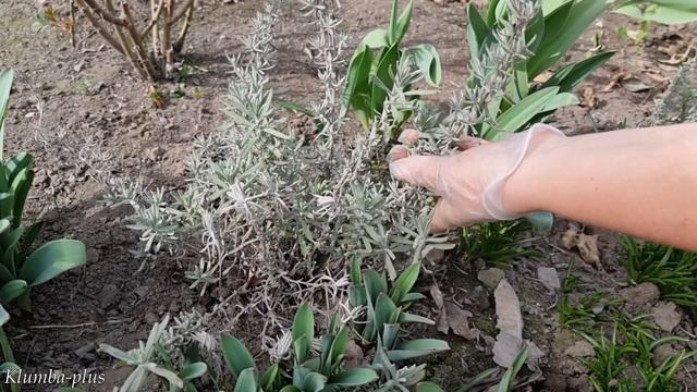 Как обрезать лаванду весной, чтобы получить пышные кустики летом