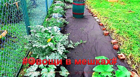 "Овощи"#Огород#Сад#Дача