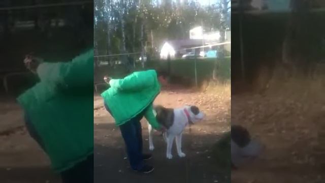 Дрессировка собак смотреть онлайн