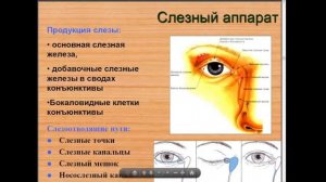 13:50 лекция №1 История офтальмологии. Клиническая анатомия органа зрения