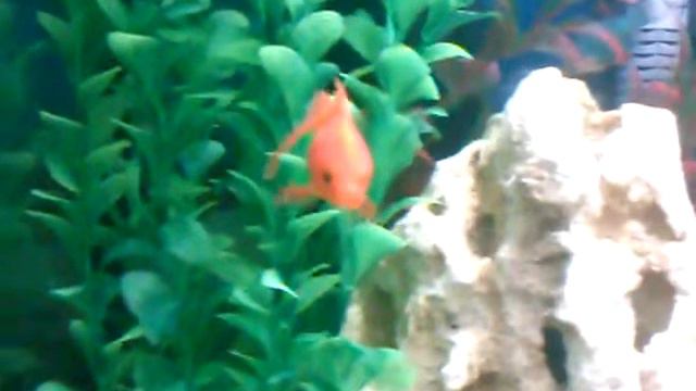 Это рыба! очень странная рыба.../This is fish! very stranged fish... смотреть онлайн