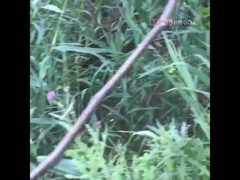 "Речки почти не видно": Мелек-Чесме заросла камышом смотреть онлайн