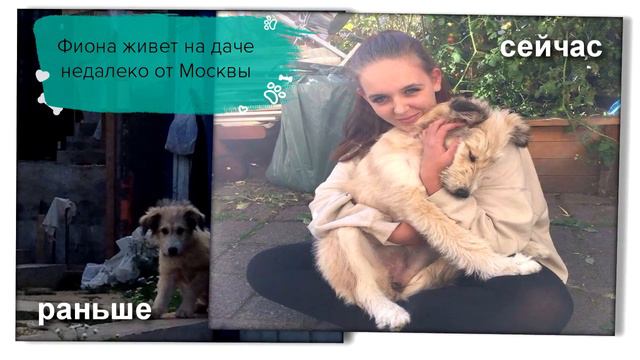 Приют для собак "ПовоДог" смотреть онлайн