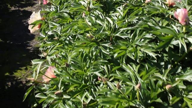 Callies Memory | R2 Flowers | Peonies смотреть онлайн