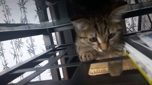 Гаденький котенок не даёт себя погладить