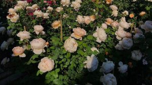 Сорта роз #Charles Darwin® Austin, 2001? #Purple lodge Pierre Orard Франция, 2010