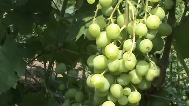 Виноград сверх ранний  Супер Экстра