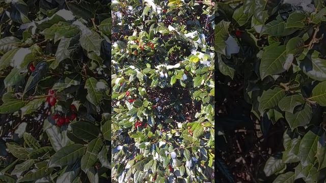 Huge Icy Holly Bush After a Storm